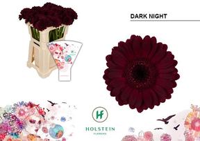 Germini plastic dark night