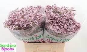 Limonium safora oshi pink