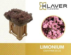 Limonium safora oshi pink