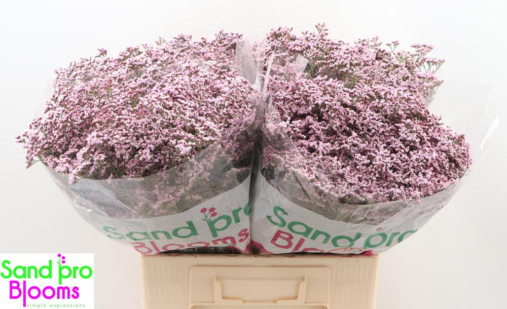 Limonium safora oshi pink