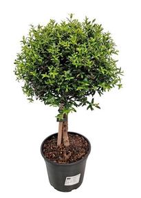 Myrtus communis
