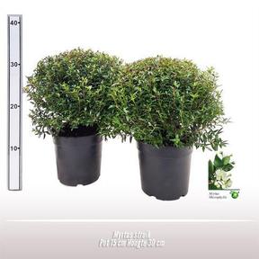 Myrtus communis