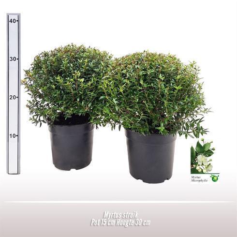 Myrtus communis