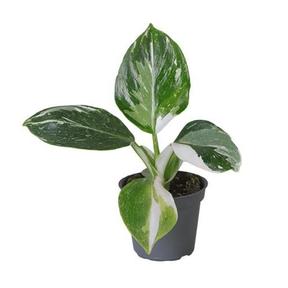 Philodendron mix
