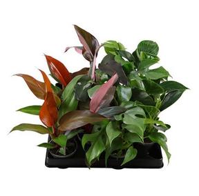 Philodendron mix