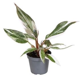 Philodendron mix