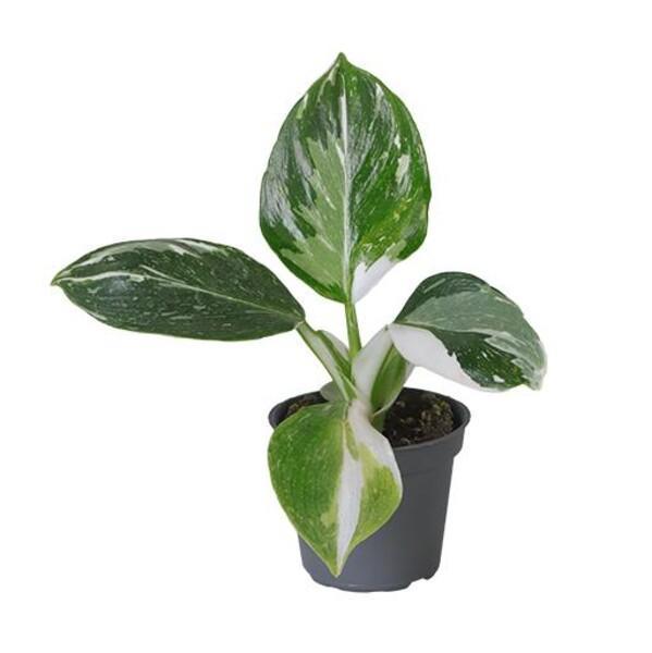 Philodendron mix