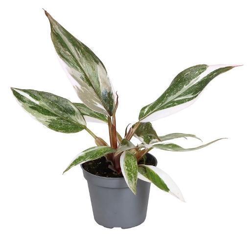 Philodendron mix