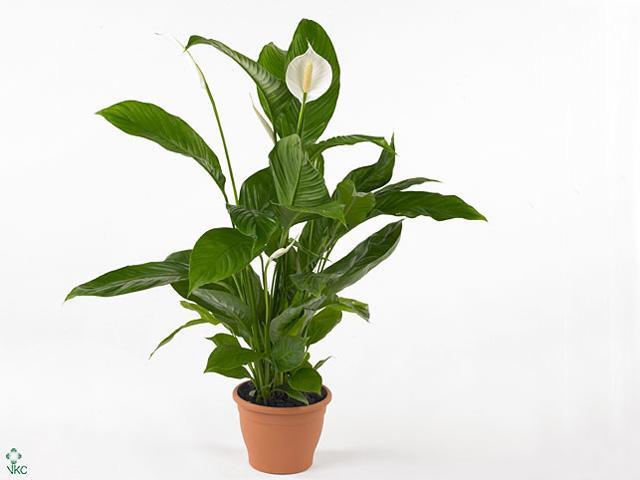 Spathiphyllum Diamond Cupido