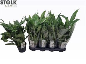 Spathiphyllum Diamond Cupido
