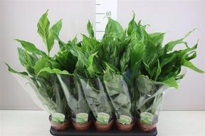 Spathiphyllum Diamond Cupido