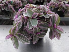 Tradescantia Sweetness