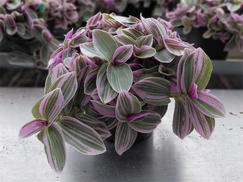 Tradescantia Sweetness