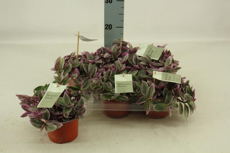 Tradescantia Sweetness