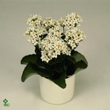 Kalanchoe Queen mix