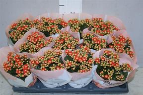 Kalanchoe Queen mix