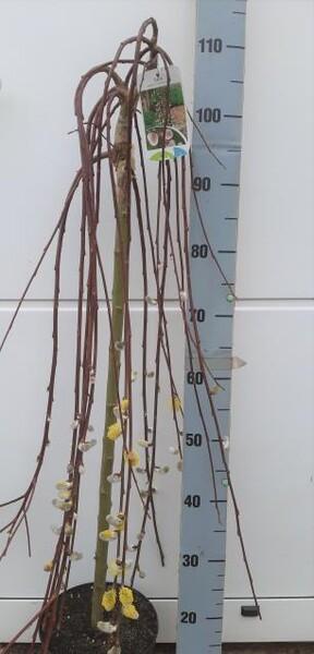 Salix Kilmanrock