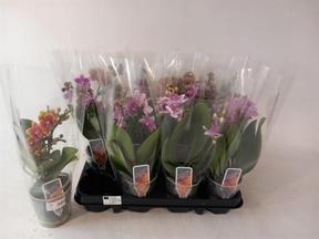 Phalaenopsis multiflora 2tak mix
