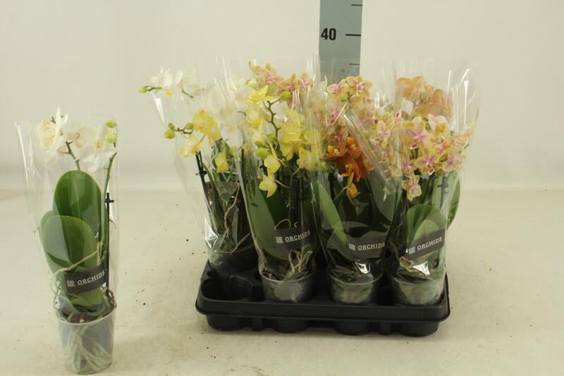 Phalaenopsis multiflora 2tak mix