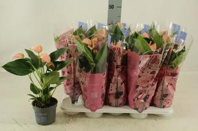 Anthurium Joli Peach 5+