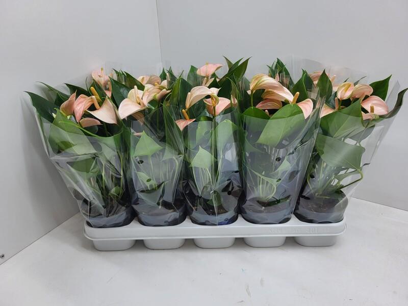 Anthurium Joli Peach 5+