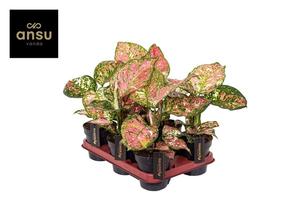  Aglaonema Pink Eileen