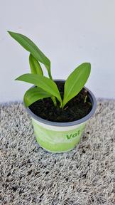 Allium ursinum - Medvědí česnek