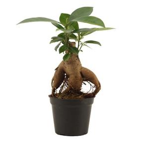 Ficus microcarpa Ginseng