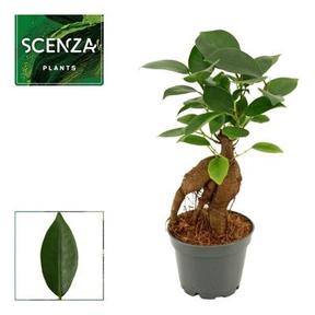Ficus microcarpa Ginseng