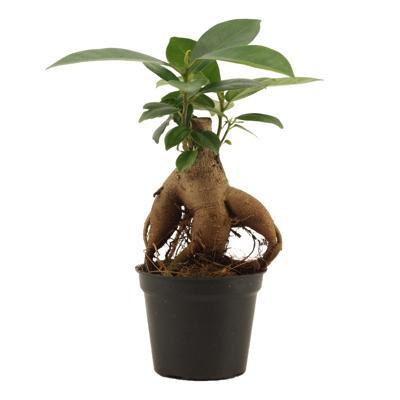 Ficus microcarpa Ginseng