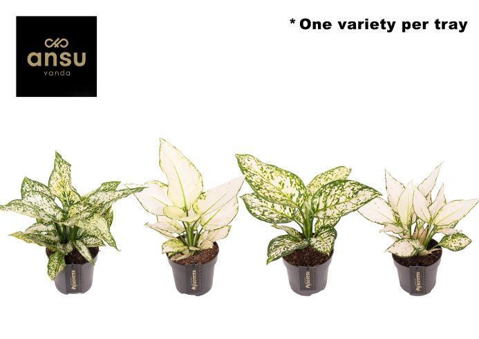Aglaonema White Surprise