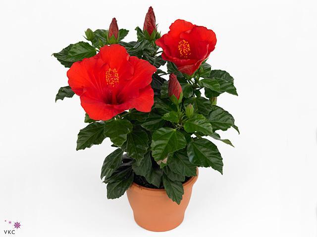 Hibiscus Rosa Sinensis panašovaný