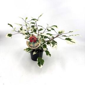 Hibiscus Rosa Sinensis panašovaný