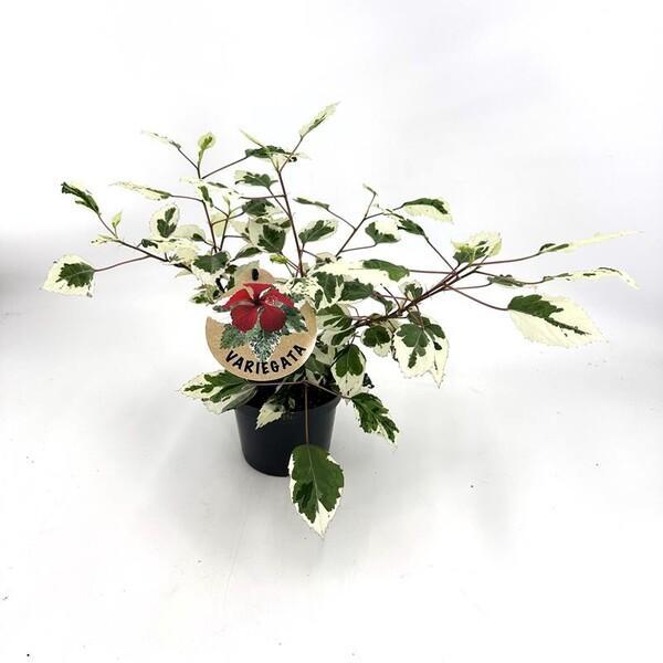 Hibiscus Rosa Sinensis panašovaný