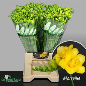 Freesia du marseille