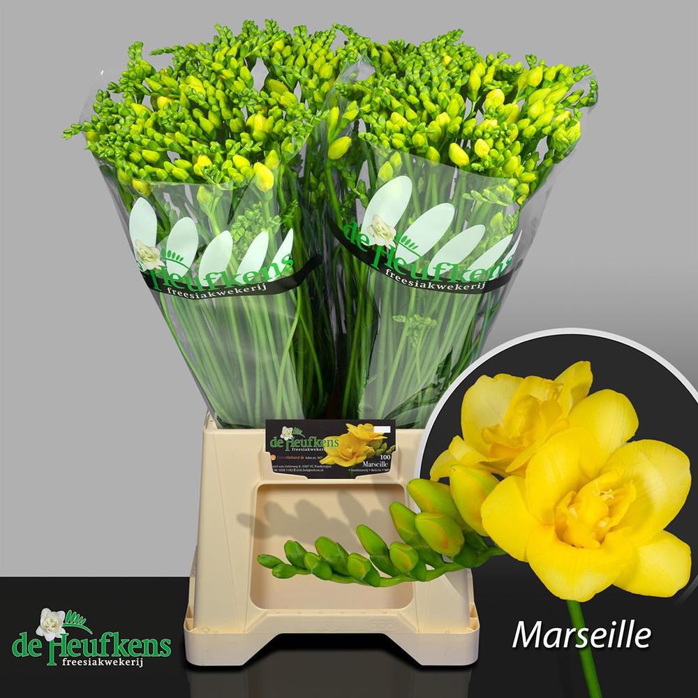 Freesia du marseille