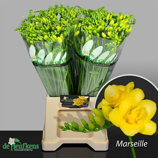 Freesia du marseille