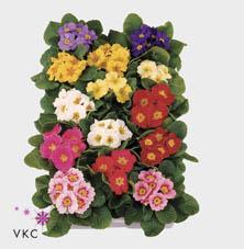 Primula Gold Nugget CZ