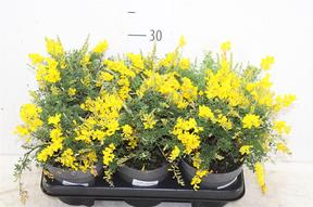 Cytisus