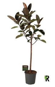 Ficus el. Robusta 3PP