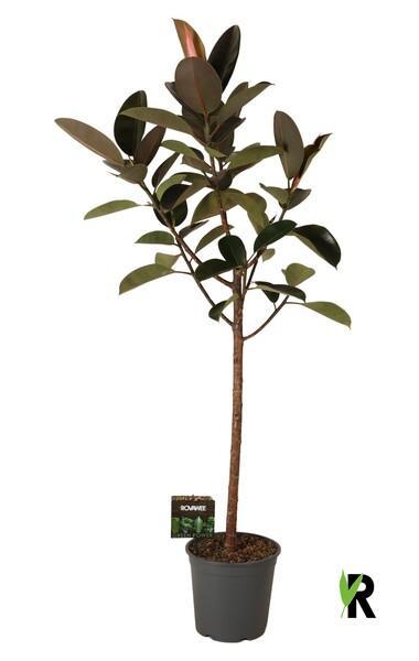 Ficus el. Robusta 3PP