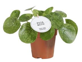 Pilea peperomiodes Mojito
