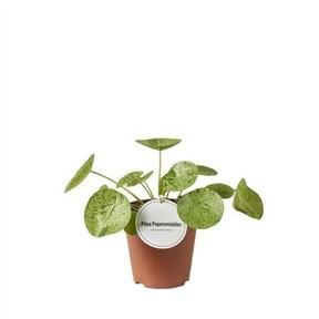 Pilea peperomiodes Mojito