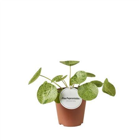 Pilea peperomiodes Mojito