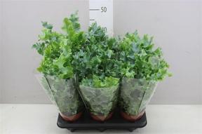 Phlebodium aureum Davana