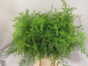 Zeleň - asparagus dens cwebe