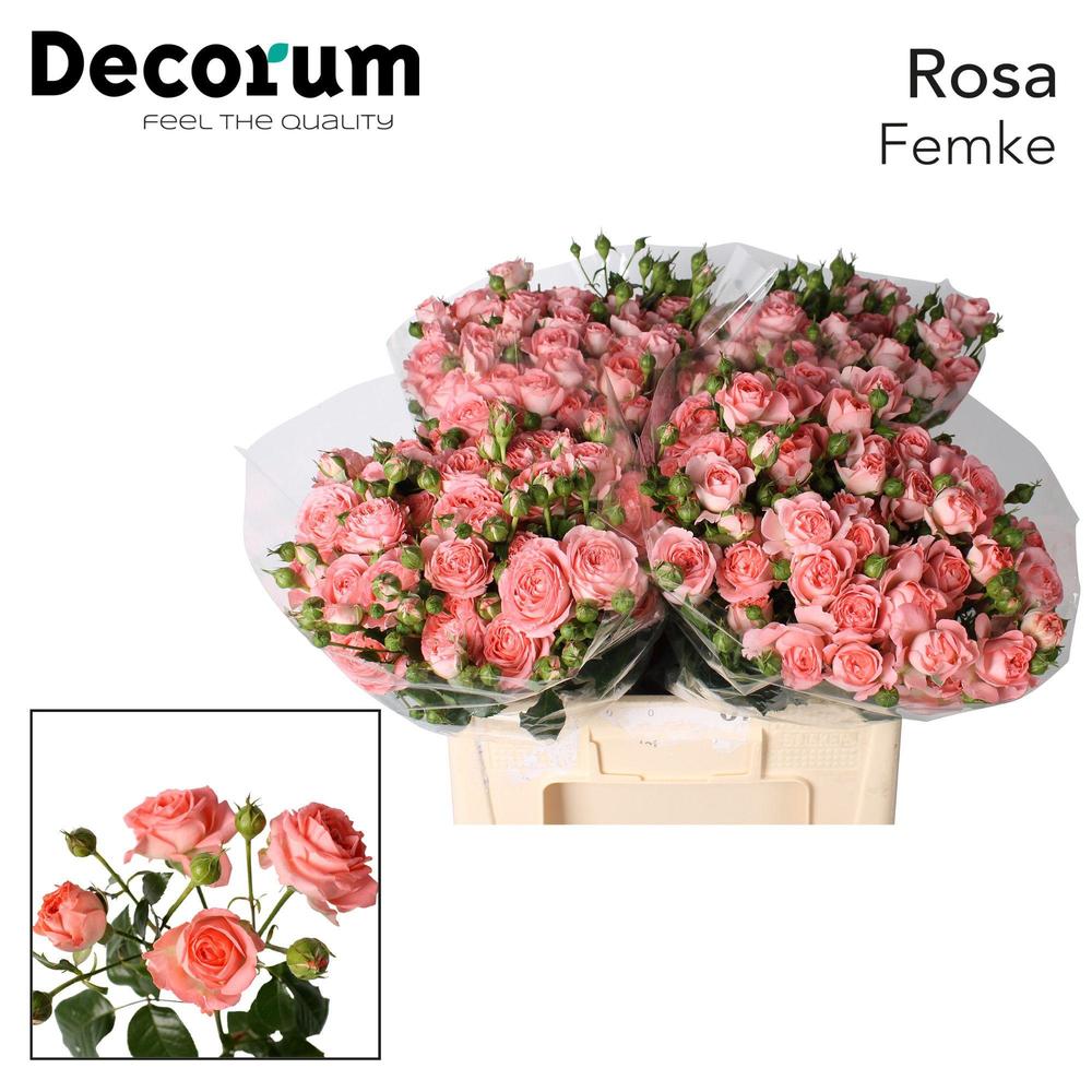 Rosa tr femke