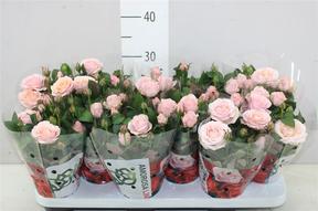 Rosa Amorosa pink