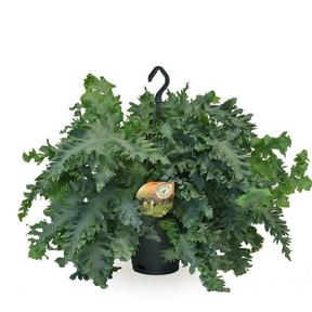 Phlebodium aureum 