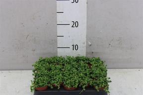 Senecio rowleyanus